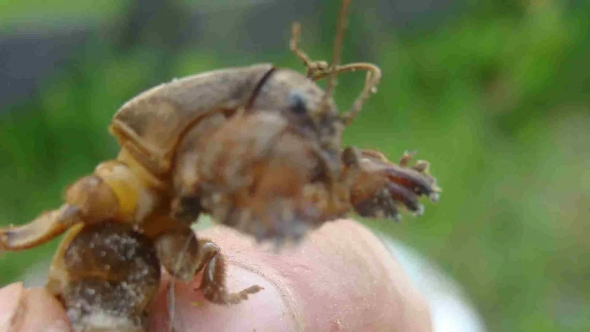 Turkuć podjadek przynęta na ryby – skuteczność i najlepsze metody użycia