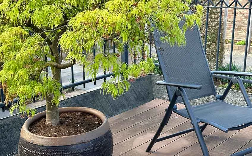 Siedem roślin w doniczkach - ozdobne drzewka na tarasie
