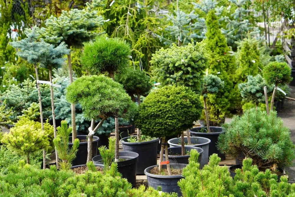 Jaki iglak do ogrodu? Wybierz najlepsze rośliny do swojego przestrzeni