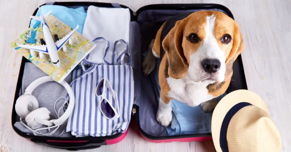 Ile kosztuje paszport dla psa? Sprawdź, co musisz wiedzieć!