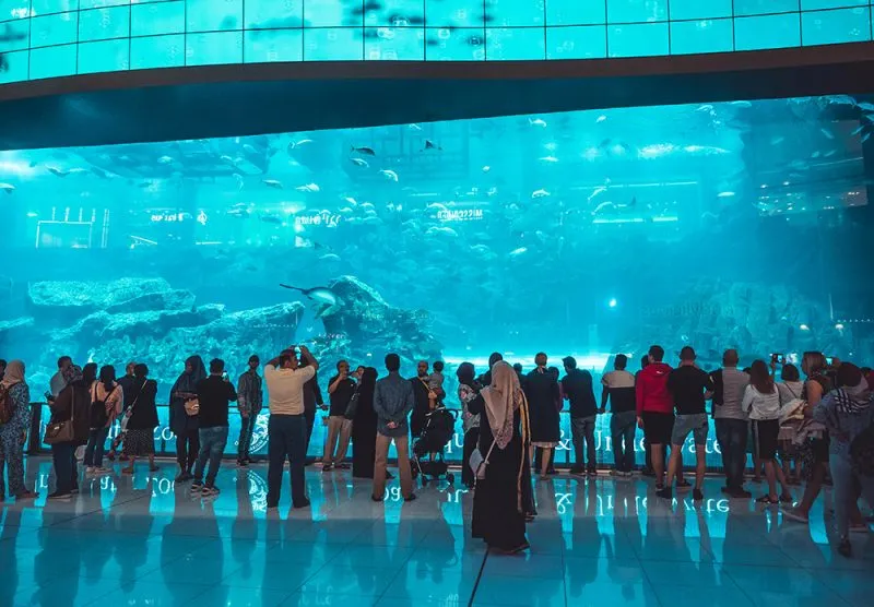 Oceanarium w Dubaju - atrakcje, ceny biletów i godziny otwarcia