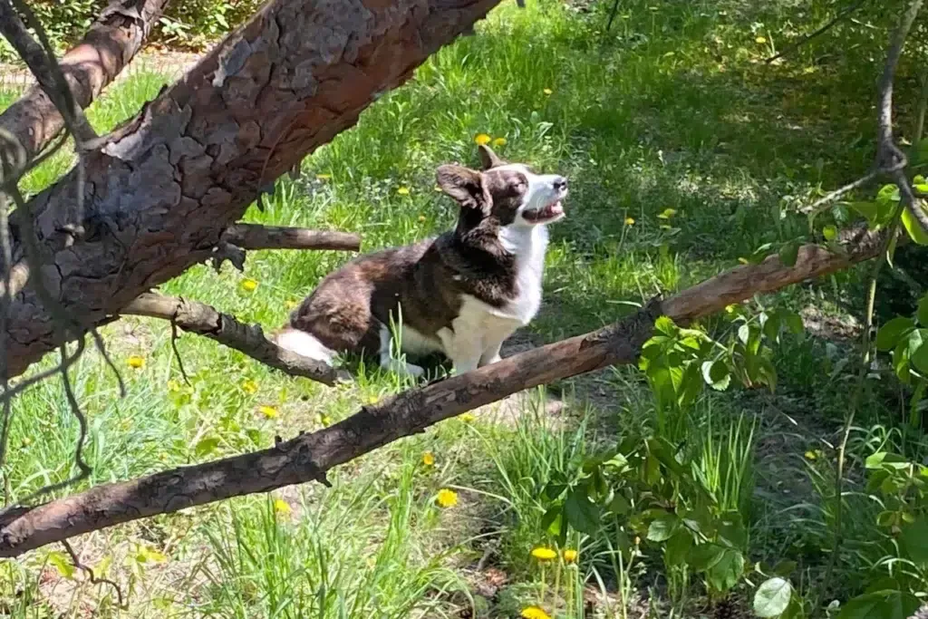 Co daje spacer z psem? Odkryj korzyści dla zdrowia i relacji
