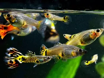 Jak często rozmnażają się gupiki? Poznaj ich cykl życia i więcej informacji