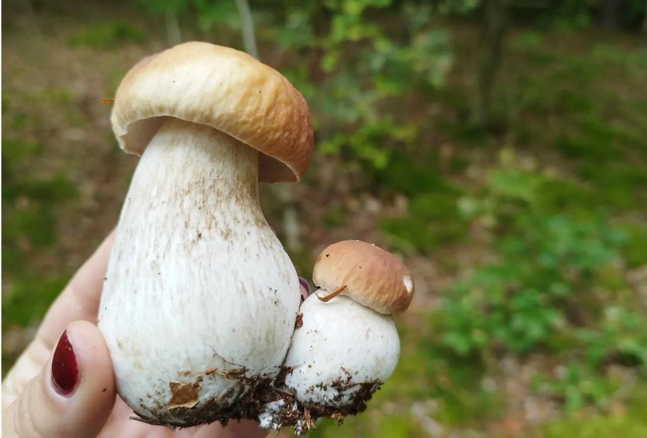 W jakim lesie rosną borowiki? Odkryj idealne miejsca na grzyby