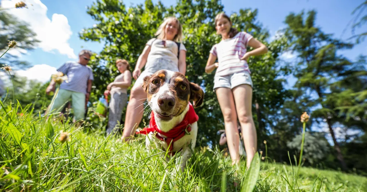 Gdzie na spacer z psem w Śląsku? Odkryj najlepsze miejsca dla psa