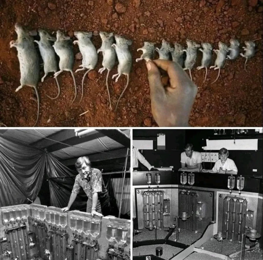 Eksperyment z myszami Wszechświat 25: Czy czeka nas "druga śmierć"?