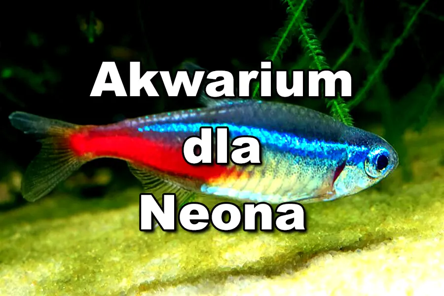 Jakie podłoże do akwarium z neonkami zapewni zdrowe ryby?