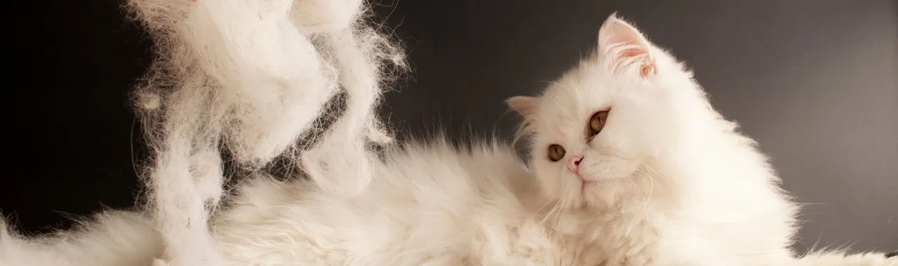 Jak usunąć klej z sierści kota - skuteczne i bezpieczne metody