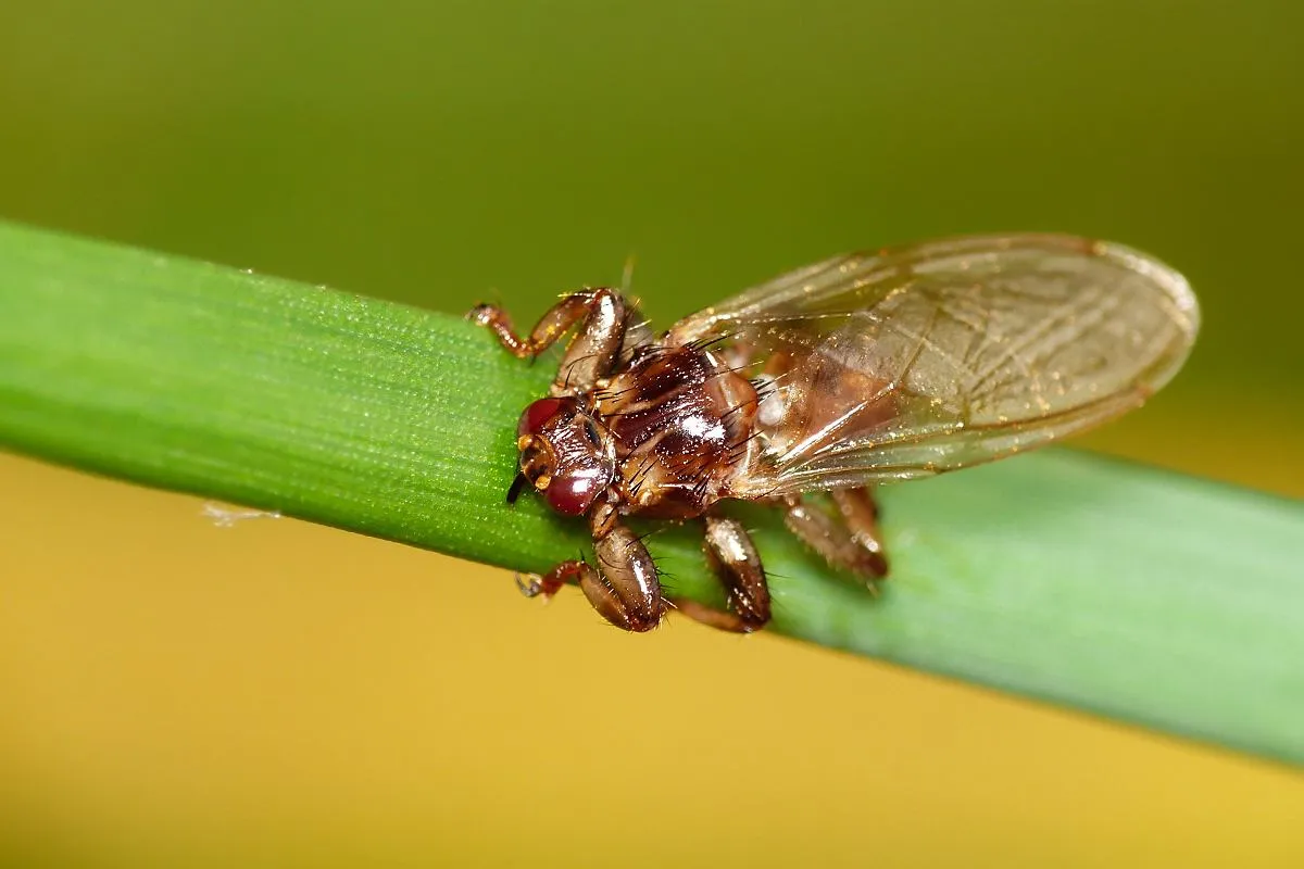 Czy są latające kleszcze? Odkryj prawdę o tych owadach