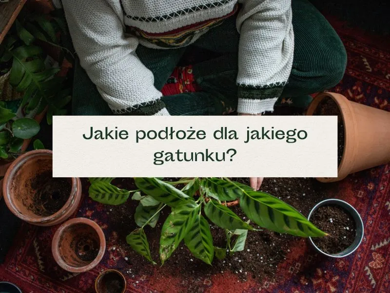 Jaka ziemia do kwiatów ogrodowych? Odkryj najlepsze opcje dla roślin