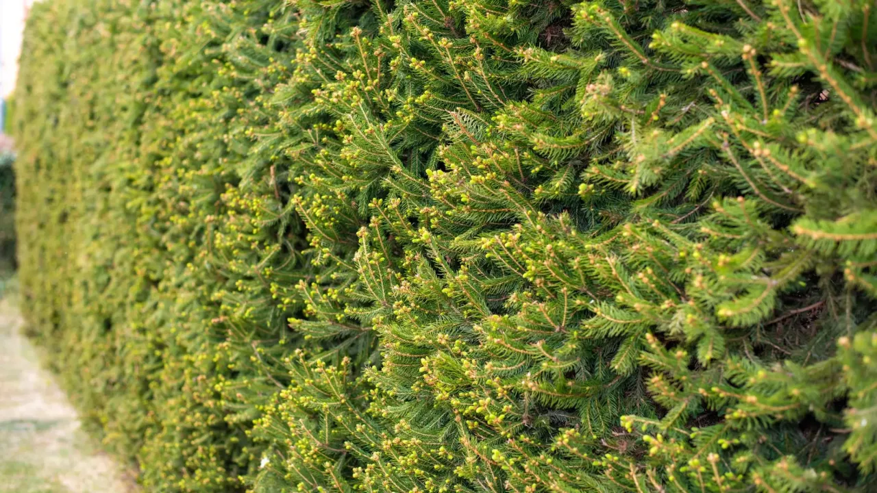 Świerk serbski w żywopłocie - jak sadzić i jakie odstępy zachować