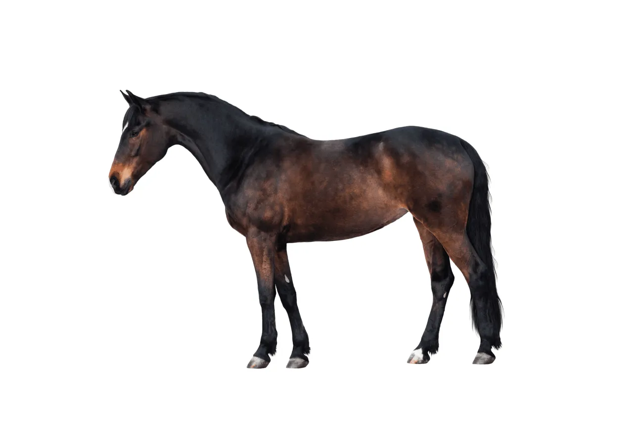 Jak odchudzić konia: skuteczne metody na zdrową utratę wagi