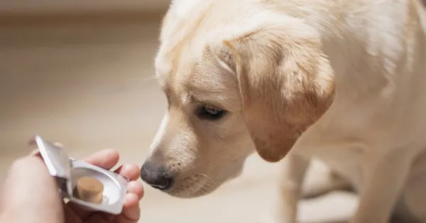 Odrobaczanie psa na czczo czy po jedzeniu – co jest skuteczniejsze?