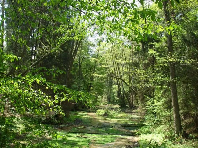 Gdzie na grzyby z noclegiem - najlepsze miejsca na udany wypoczynek