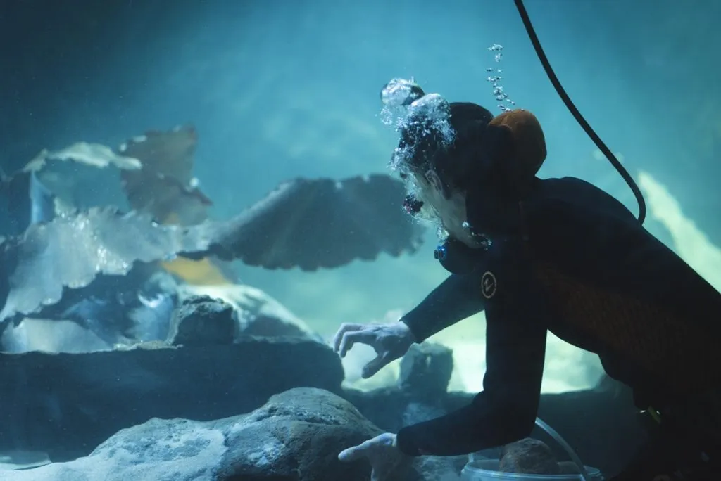 Gdynia atrakcje oceanarium - odkryj fascynujący świat morskich stworzeń