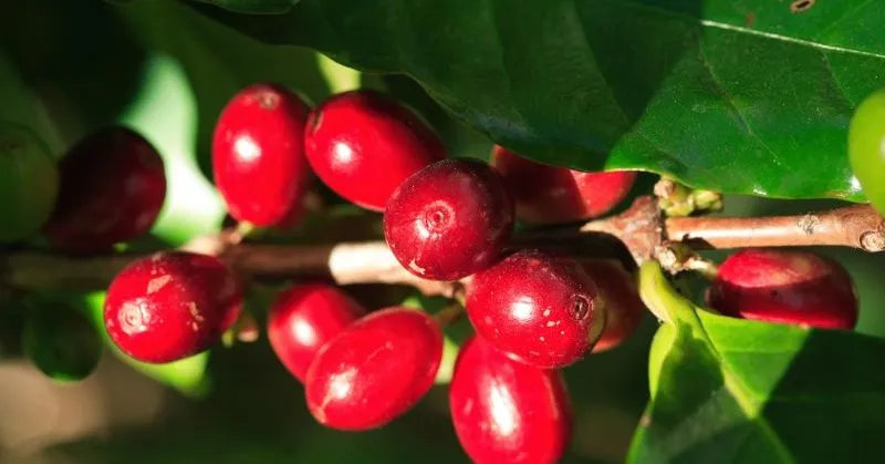 Guarani Energia – moc guarany i jej wpływ na energię i koncentrację