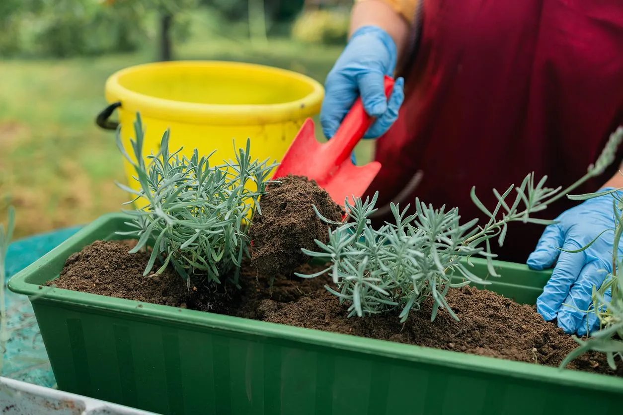 Jak sadzić lawendę: proste sposoby na piękne kwiaty w ogrodzie