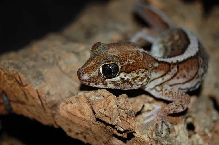 Gekon płaczący ile żyje? Odkryj tajemnice jego długości życia