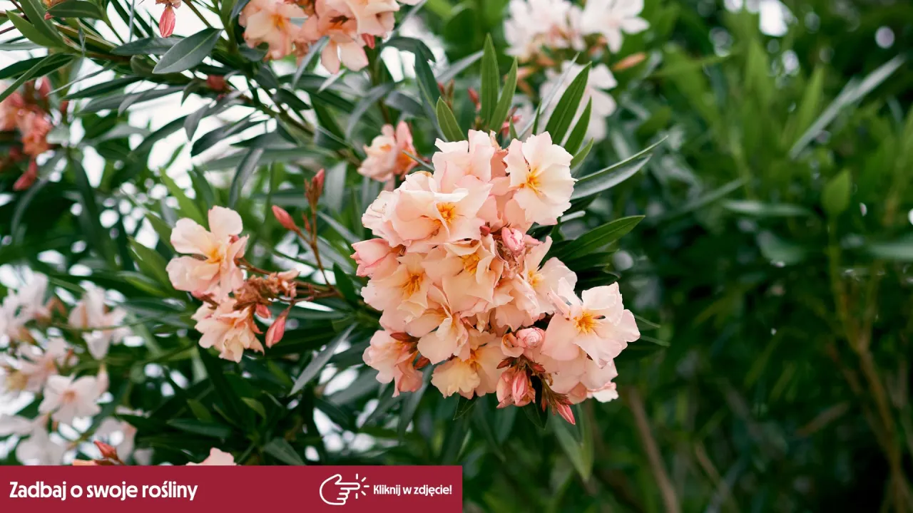 Jak przycinać oleander? Sekret bujnego kwitnienia i zdrowej rośliny