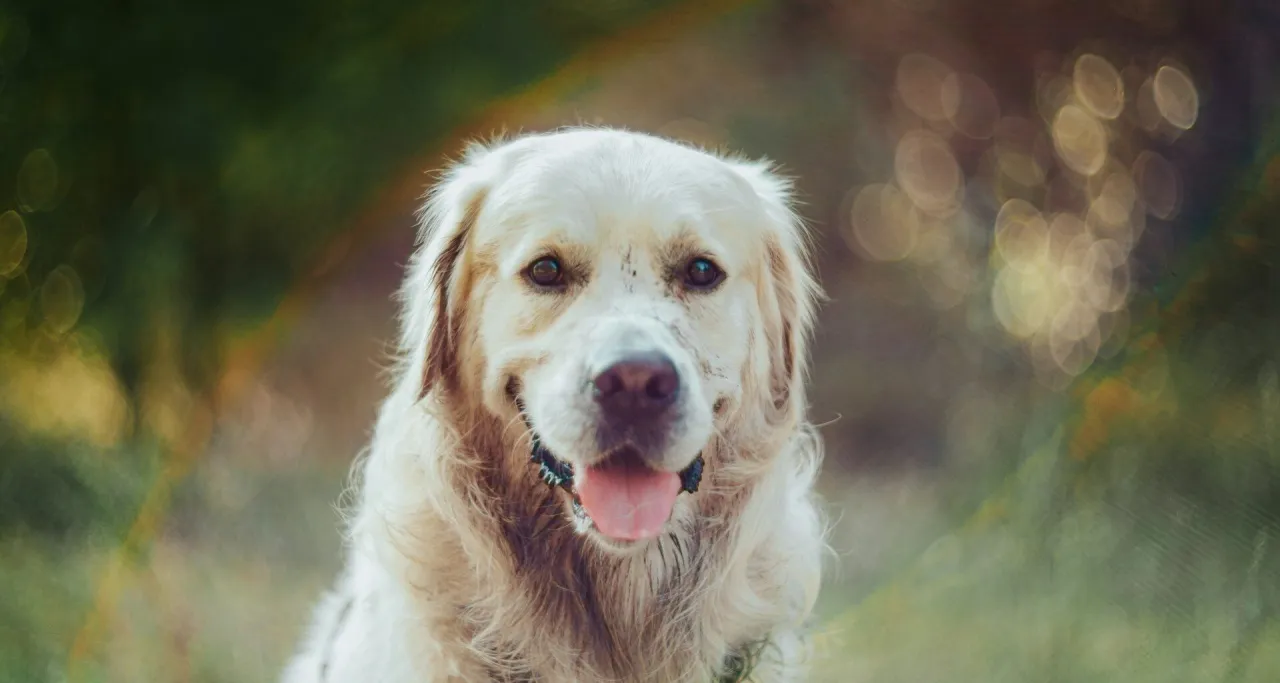 Jaki probiotyk dla psa wybrać, aby poprawić zdrowie jelit?