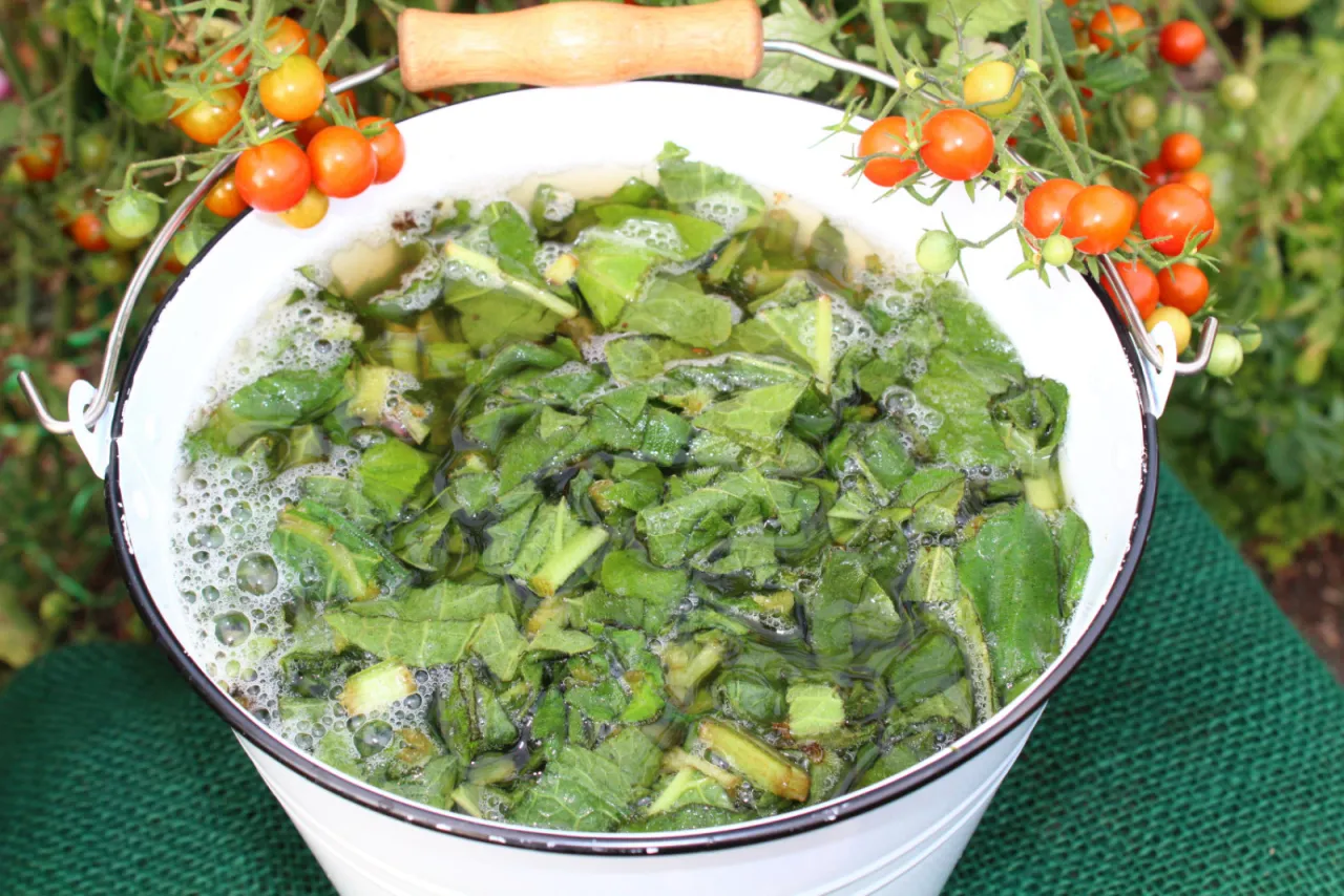 Odkryj Jak Wykorzystać Gnojówkę z Podagrycznika i Liści Pomidorów w Ogrodzie