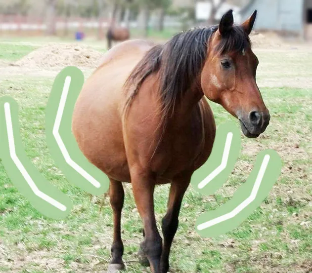 Co to znaczy pańskie oko konia tuczy? Poznaj jego znaczenie i kontekst