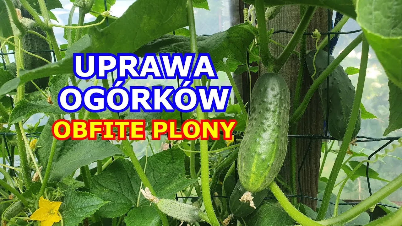 Jak uprawiać ogórki gruntowe? Sekrety obfitych zbiorów!