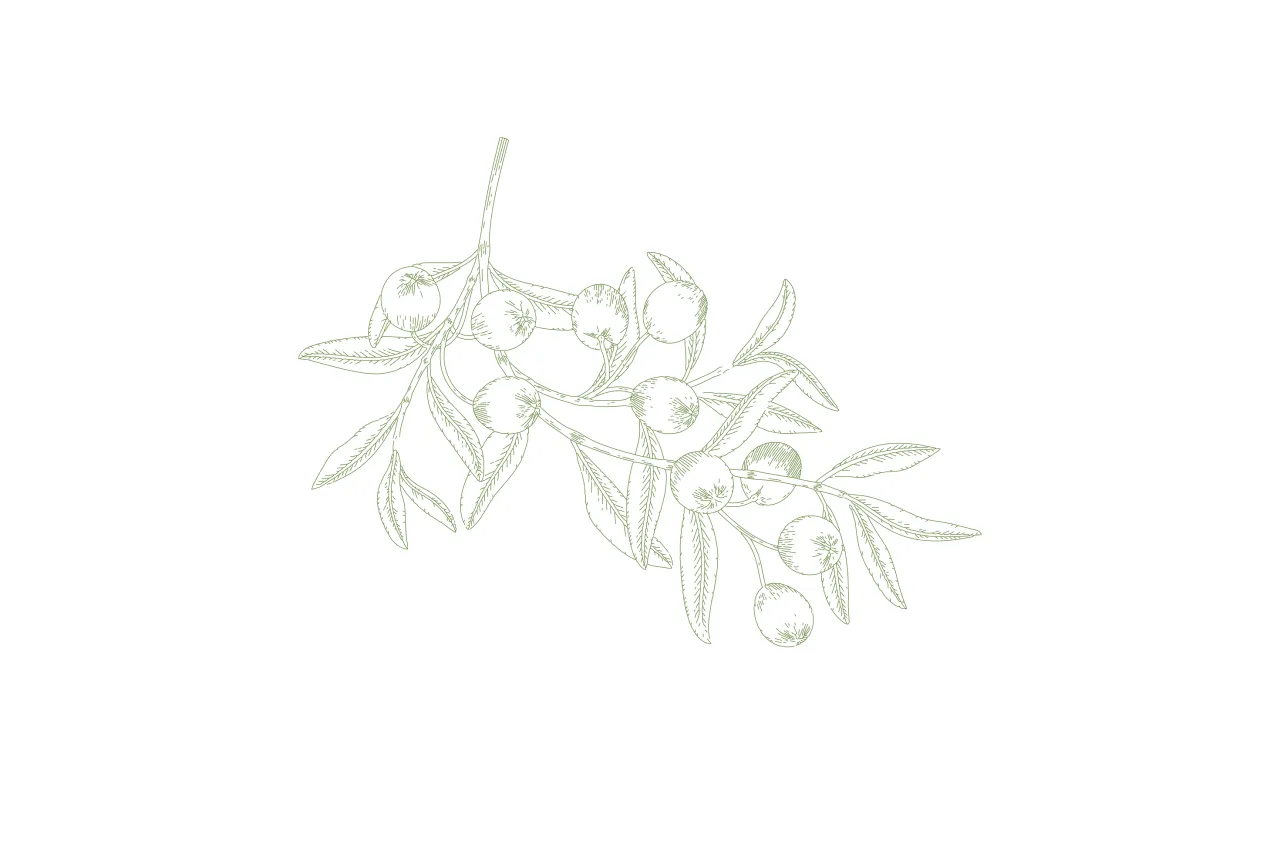 Gdzie kupić dobre oliwki? Odkryj najlepsze miejsca i smaki