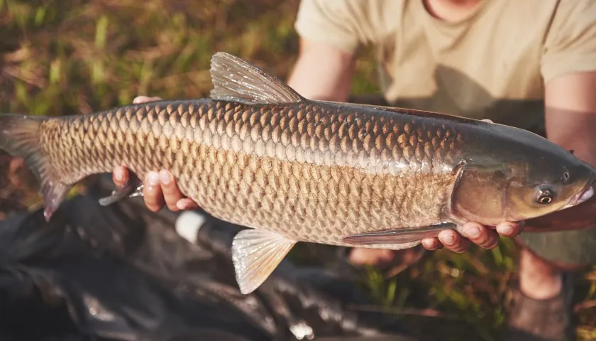 Jaką wędkę na karpia wybrać, by uniknąć rozczarowania?