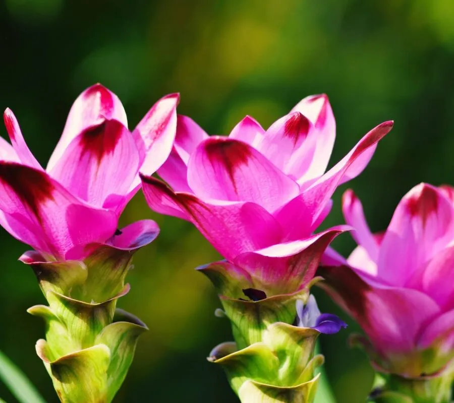 Idealne Rozwiązania dla Uprawy Kurkuma w Doniczce w Domowych Warunkach