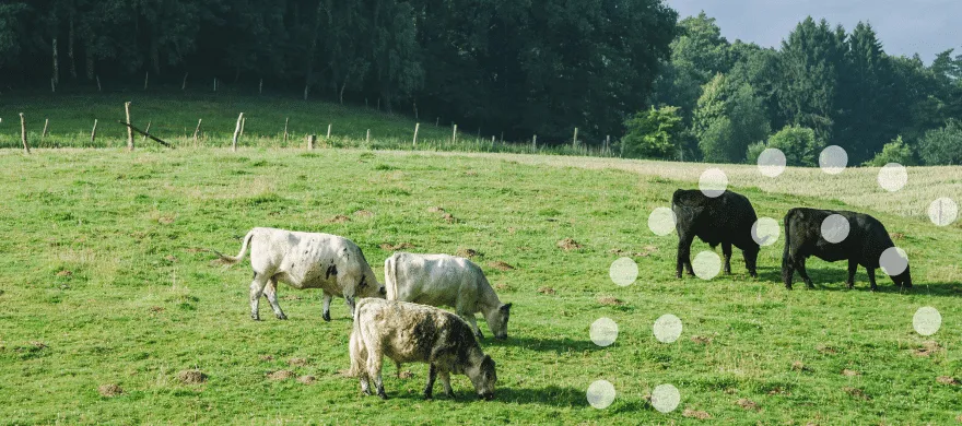 Jakie nawozy na łąkę wybrać, aby poprawić plony i jakość paszy?