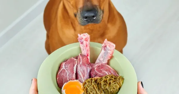 Jakie podroby dla szczeniaka są zdrowe i bezpieczne dla rozwoju?