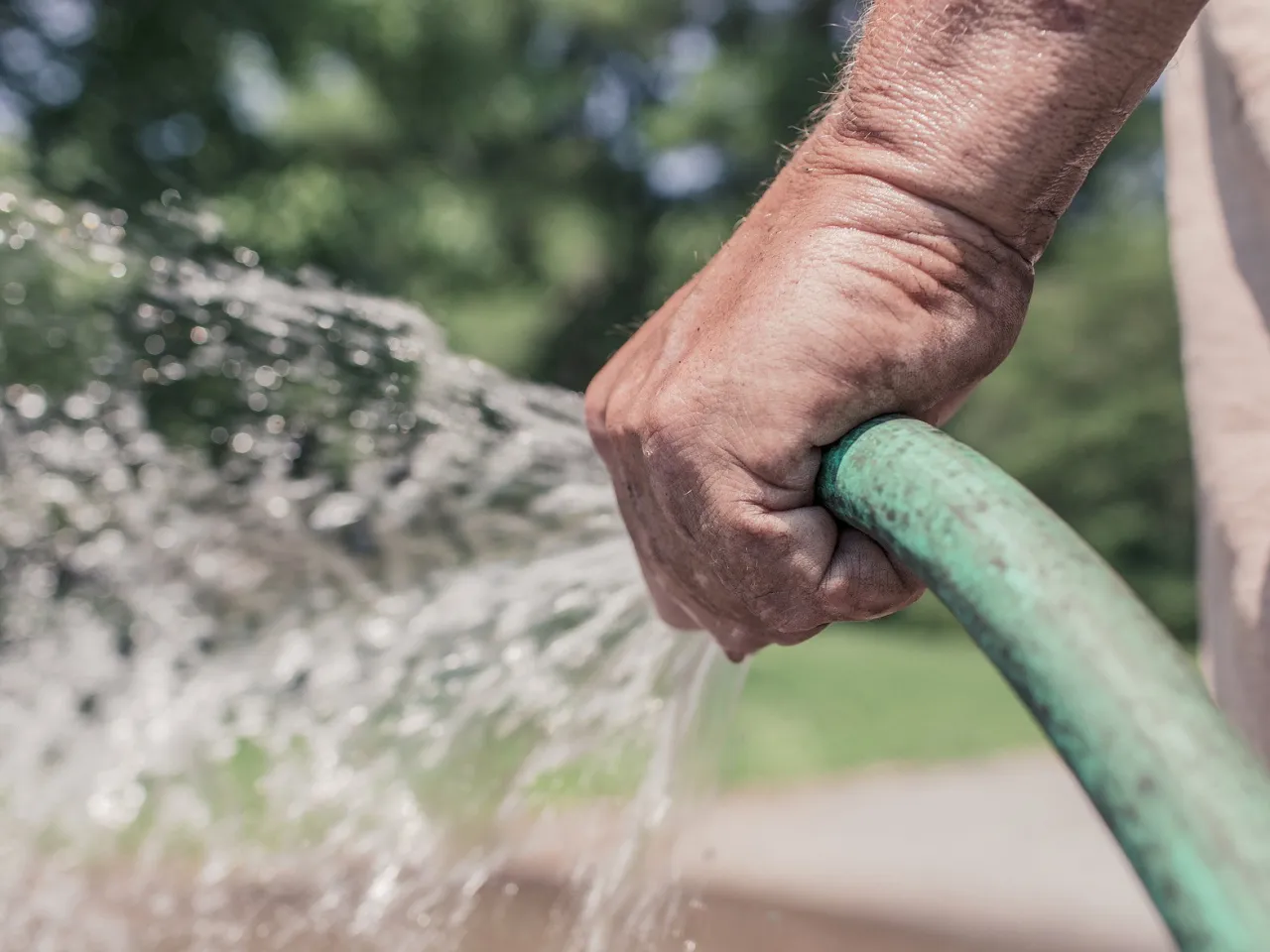 Jak podlewać tuje po posadzeniu, aby uniknąć ich usychania? Jak podlewać tuje po posadzeniu, aby uniknąć ich usychania?