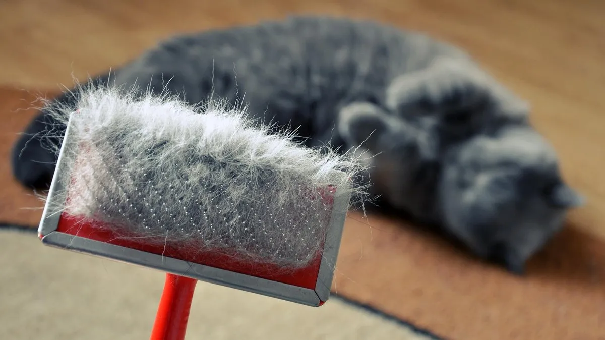 Dlaczego kotu wypada sierść? Sprawdź naturalne i zdrowotne przyczyny