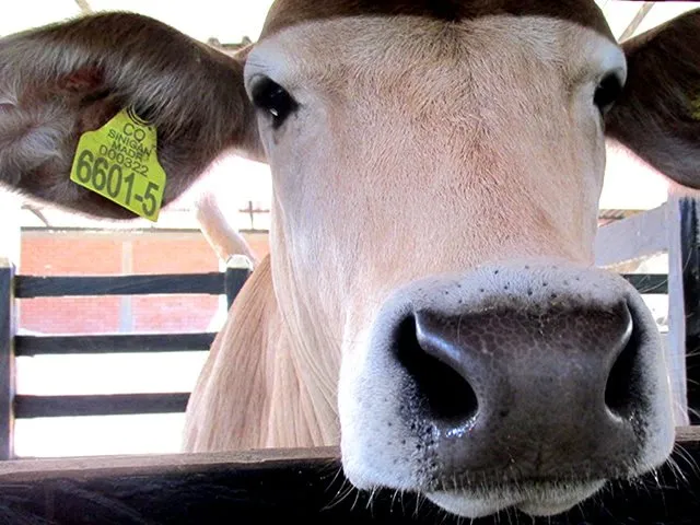 Oficina veterinaria virtual: simplifica tus trámites ganaderos hoy