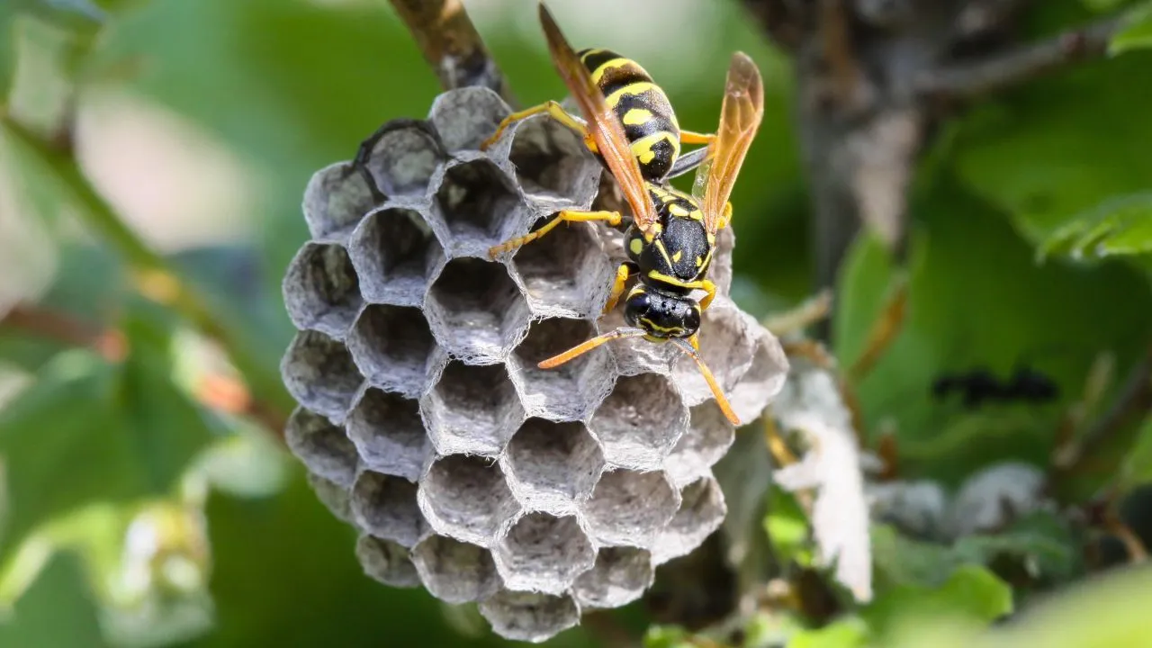 Skuteczne sposoby na to, czym odstraszyć osy z balkonu i cieszyć się latem