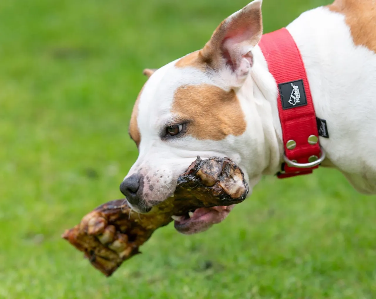 Jak wytresować psa żeby nie gryzł – skuteczne metody na gryzienie