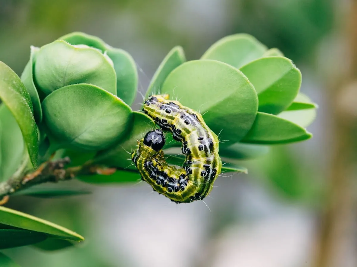 Ćma bukszpanowa: Jak skutecznie pozbyć się tego szkodnika