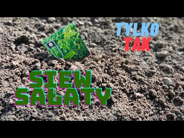 Jak siać sałatę do gruntu - unikaj najczęstszych błędów i ciesz się plonem