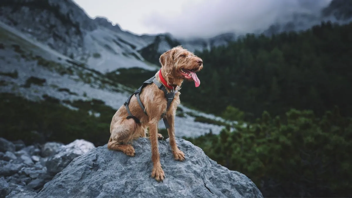 Góry Stołowe czy można z psem? Sprawdź, gdzie możesz wędrować z pupilem