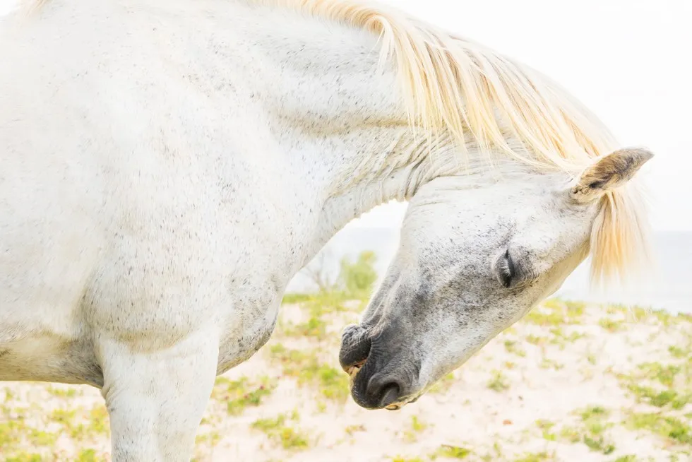 Czy konie śpią na stojąco? Odkryj zaskakujące fakty o ich snach