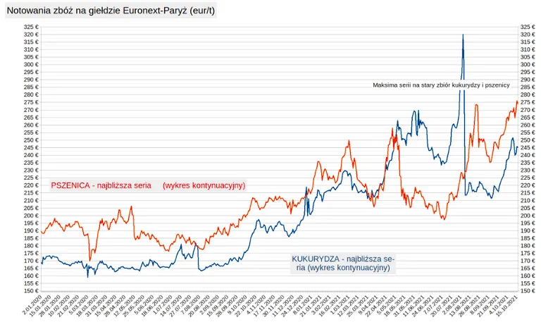 Ile kosztuje tona pszenicy w skupie? Zaskakujące zmiany cen!