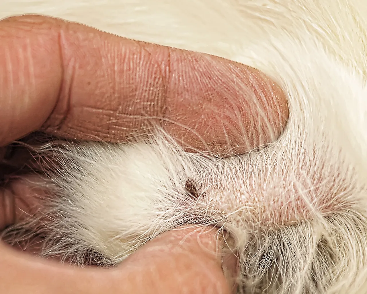 Kleszcz u psa objawy: jak rozpoznać groźne symptomy po ukąszeniu