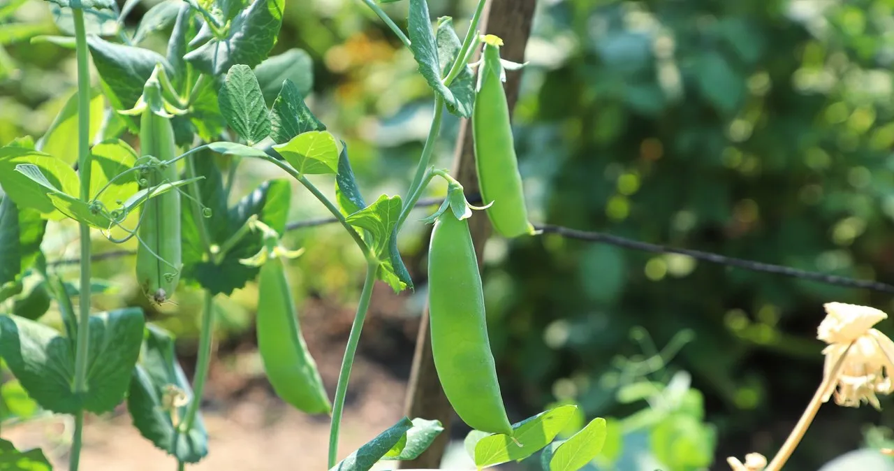 Kiedy sadzić groszek do gruntu, aby uniknąć nieudanych zbiorów?