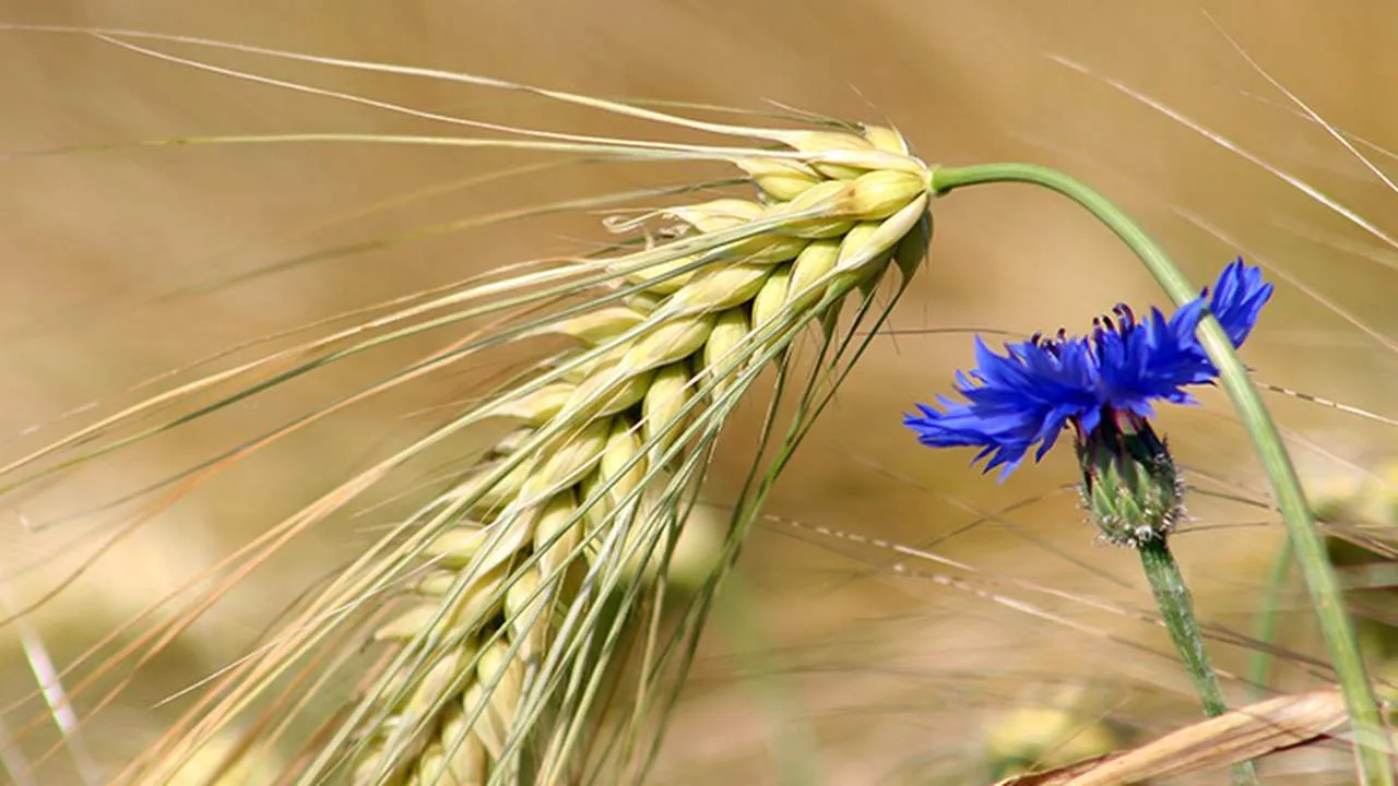 Twój liliowy chwast w życie: Kąkol czy chaber? Skuteczne zwalczanie.
