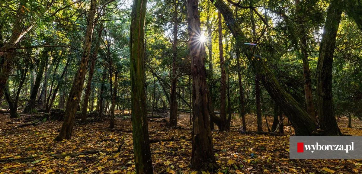 Rezerwaty cisów w Polsce: Przewodnik po prastarych skarbach natury