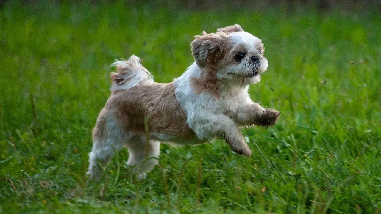 Szczeniak Shih Tzu: Zobacz, jak zmienia się od noworodka!