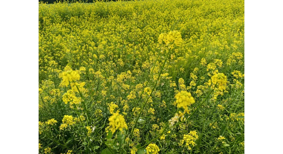 Gorczyca na poplon: Kiedy siać, by gleba tętniła życiem?