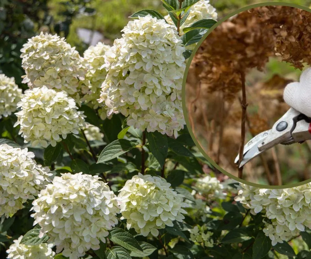 Jak przycinać hortensję bukietową, by uzyskać piękne kwiaty?