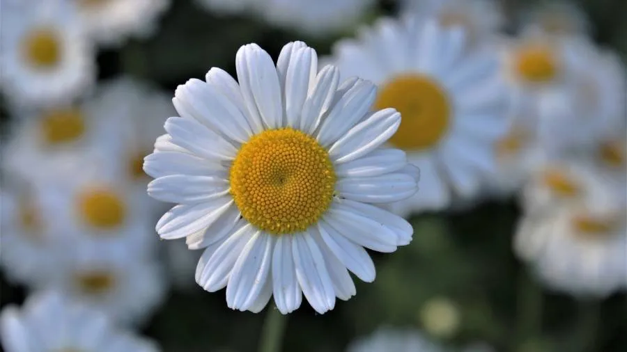 Czy rumianek odchudza? Odkryj jego wpływ na utratę wagi
